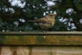 Juvenile Robin on Fence Royalty Free Stock Photo