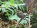 A juvenile robin perches on a branch