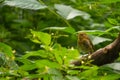 Juvenile robin or young baby European robin