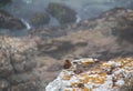 Juvenile rock kestrel isolated