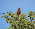 Juvenile Rock Kestrel Royalty Free Stock Photo