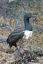 Juvenile Rock Shag, Phalacrocorax magellanicus