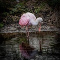 Juvenile Roseate Spoonbill Posing in a Florida Wetland Pond