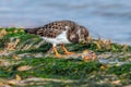 Ruddy Turnstone - Arenaria interpres feeding on a mollusc.