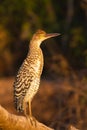 Juvenile Rufescent Tiger Heron on a branch Royalty Free Stock Photo