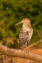 Juvenile Rufescent Tiger Heron on a branch