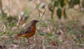 A juvenile RÃÂ¼ppell's Robin Chat