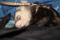 Juvenile sable ferret sleeping Royalty Free Stock Photo