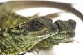 Juvenile Sailfin Dragon Lizard Hydrosaurus weberi isolated on white