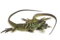 Juvenile Sailfin Dragon Lizard Hydrosaurus weberi isolated on white