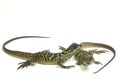 Juvenile Sailfin Dragon Lizard Hydrosaurus weberi isolated on white Royalty Free Stock Photo