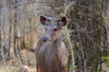 Juvenile Sambar Deer