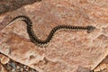 Juvenile sand viper basking on a rock in natural habitat