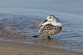 Juvenile Sanderling Preening its Feathers on a Lake Huron Beach