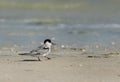 Juvenile Saunders tern at Busaiteen coast