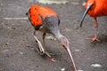 Juvenile Scarlet Ibis long bill pecking at ground