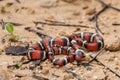 Juvenile Scarlet Kingsnake