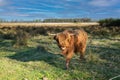 A juvenile Scottish highlander cattle in a natural meadow catchment area Rolderdiep