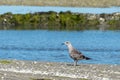 Juvenile sea gull loooking for shells at low tide Royalty Free Stock Photo