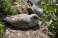 Juvenile Seafowl