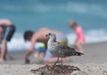 Juvenile seagull at the beach in Malibu, California Royalty Free Stock Photo