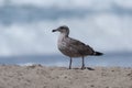 Juvenile seagull at the beach in Malibu, California Royalty Free Stock Photo