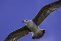 Juvenile seagull close-up in flight Royalty Free Stock Photo