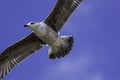 Juvenile seagull flying overhead close-up Royalty Free Stock Photo