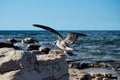 Juvenile seagull landing on a rock outcrop Royalty Free Stock Photo