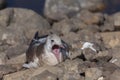 Yawning juvenlie gull is sitting on stones Royalty Free Stock Photo