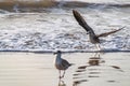 Juvenile seagull taking to flight as startled by incoming sea waves Royalty Free Stock Photo