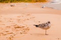 Juvenile Seagull on Tranquil Michigan Beach at Dawn Royalty Free Stock Photo