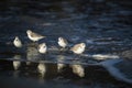 Juvenile seagulls on a beach