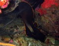 Juvenile Shaded Batfish