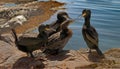 Juvenile Shags consider Flying