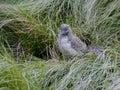 Juvenile silver gull