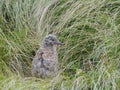 Juvenile silver gull