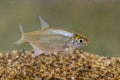 Juvenile Silver Bream