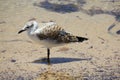 juvenile Silver Gull