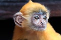 Juvenile Silver Leaf Monkey