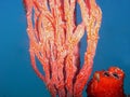 A Juvenile Slender Filefish on Red Tree Sponge Royalty Free Stock Photo