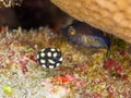 Juvenile smooth trunkfis, Lactophrys triqueter. CuraÃÂ§ao, Lesser Antilles, Caribbean Royalty Free Stock Photo