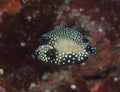 Juvenile Smooth Trunkfish-Lactophrys triqueter Royalty Free Stock Photo