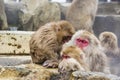 Juvenile Snow Monkey Temper Tantrum