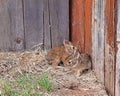 Juvenile Southeastern Cottontail rabbits hunker down