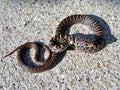 Juvenile southern black racer snake coluber constrictor priapus