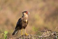 Juvenile Southern Caracara with extended crop