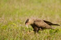 Juvenile Southern Crested Caracara with Food in Beak