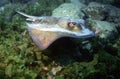Juvenile Southern stingray Royalty Free Stock Photo