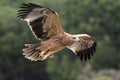 Juvenile Spanish Imperial Eagle - Aquila adalberti - flying, Spain Royalty Free Stock Photo